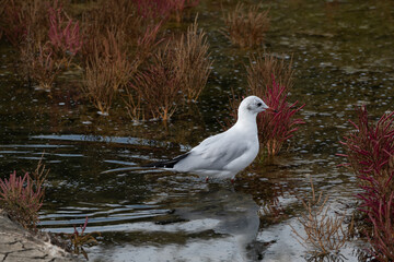 Larus ridibundus-Black-headed Gull-Mouette rieuse-IUCN=LC-B062_003_034