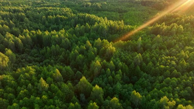 Forest on sunset. Bird's eye view of wildlife. Drone shot flying over spruce treetops in wild. Nature landscape footage. Fir-tree and Spruse trees in forest on sunset. Over Wilderness wildlife.