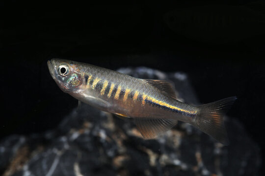 Fire Bar Danios (Devario maetaengensis) in aquarium