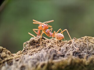 ant macro photography