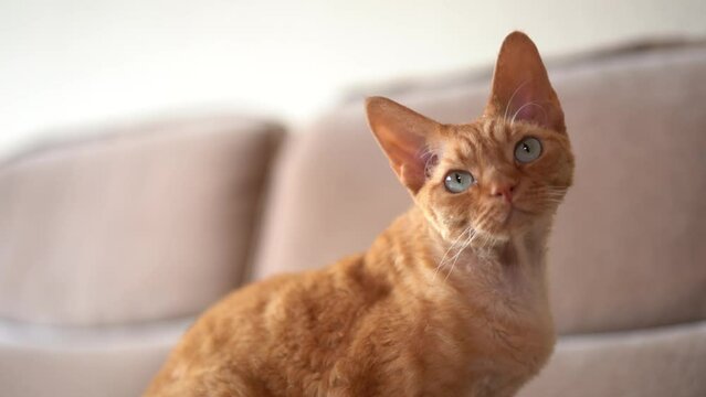 Red cat Devon Rex in the apartment 