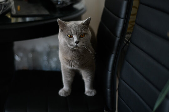 Close-up of a grey cat on a dining room chair