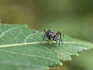 ant macro photography
