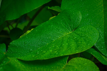 Green leave after the rain, with fresh water drops