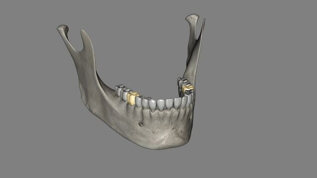 The mandibular first molar usually has two roots, a mesial and a distal.