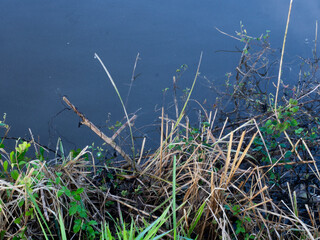 the edge , dry grass on the edge of the pond