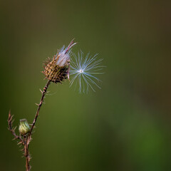 close up of a thistle