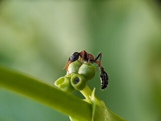 Ants Macro Photography