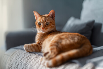 brown tabby cat with green eyes lying on a sofa, looks at the camera