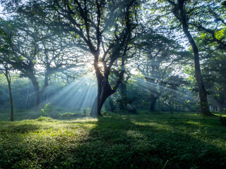 the morning sun is obscured by the boughs of leafy trees producing sagris streaks of light that fall onto the grass, detail,  grass and tree