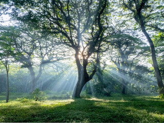 the morning sun is obscured by the boughs of leafy trees producing sagris streaks of light that...