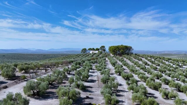 Farmhouse between olive groves in Martos. Green Oil Route. Province of Jaen. Andalusia. Spain. Europe