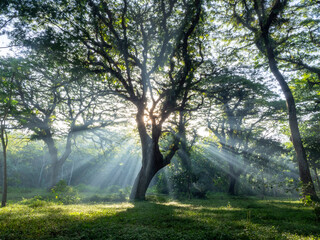 the morning sun is obscured by the boughs of leafy trees producing sagris streaks of light that...