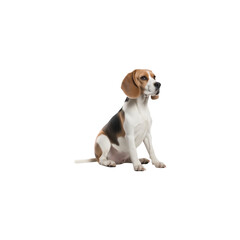 Beagle dog breed no background