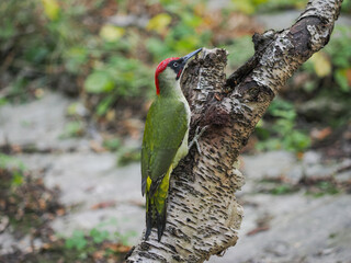 Male of European green woodpecker (Picus viridis), on the birch trunk, isolated on blurry background.