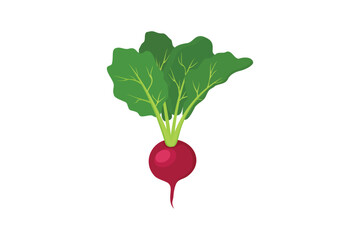 red radish illustration on white background, vegetable icon vector