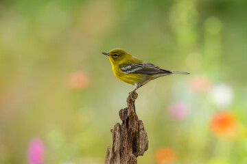 Pine warbler 