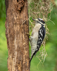 Downy Woodpecker