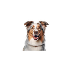 Fototapeta premium Australian Shepherd dog breed no background