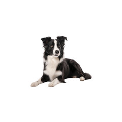 Fototapeta premium Border Collie dog breed no background