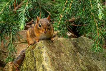 Chipmunk