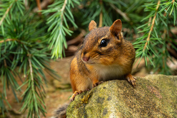 Chipmunk