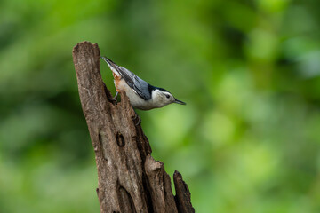 bird on a tree
