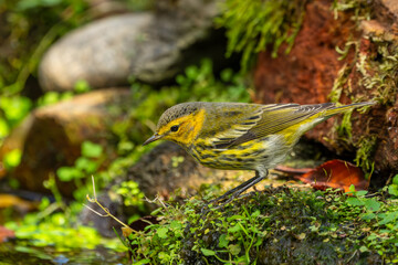 Cape May Warbler 
