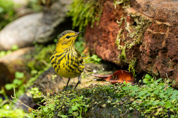 Cape May Warbler 