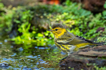 Cape May Warbler 