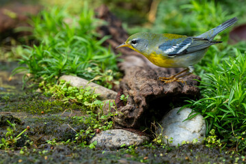 Northern Parula