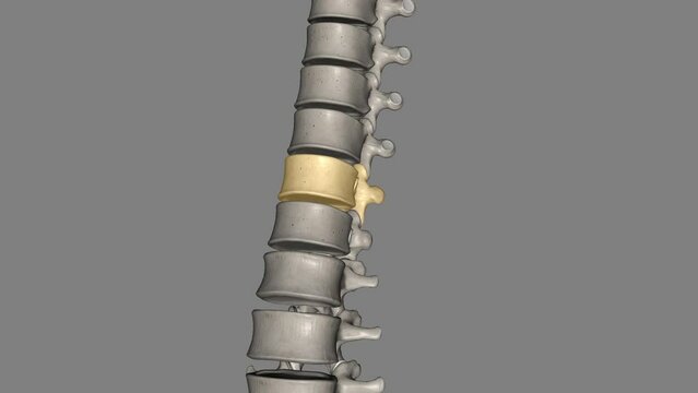 Thoracic Vertebral, T12 Twelve vertebrae are located in the thoracic spine and are numbered T-1 to T-12