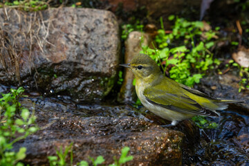 Tennessee Warbler 