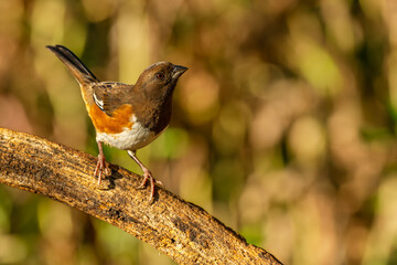 Female Towhee