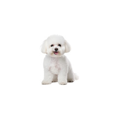 Obraz premium Bichon Frise dog breed no background