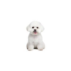 Obraz premium Bichon Frise dog breed isolated no background