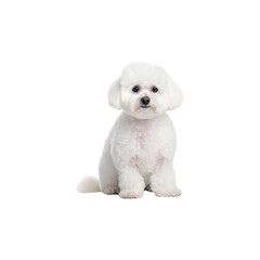 Obraz premium Bichon Frise dog breed no background