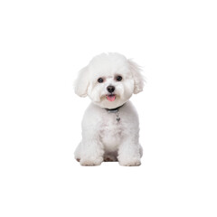 Obraz premium Bichon Frise dog breed no background