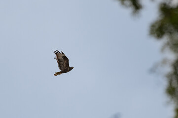 Buteo buteo, Common buzzard, Buse variable