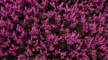 Top-down view of a patch of ground-covering heather shrubs.