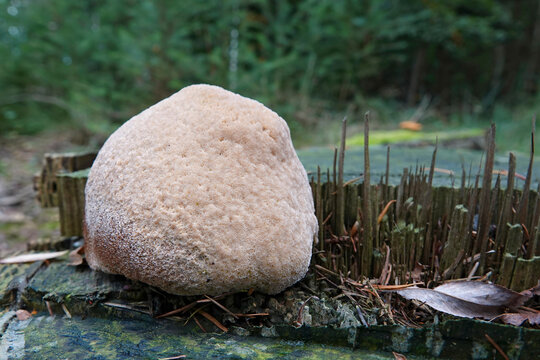 Closeup on a light cream colored powderpuff bracket mushroom, Postia ptychogaster, growing on a tree-stumb