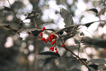 산에서 자란 빨간 열매