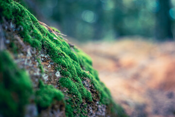 무리지어 있는 초록색 이끼