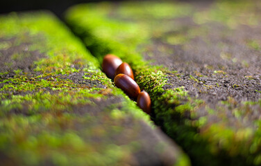 이끼 돌 틈에 끼어있는 도토리 근접