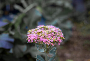 화려한 분홍색 꽃다발 꽃뭉치 꽃밭