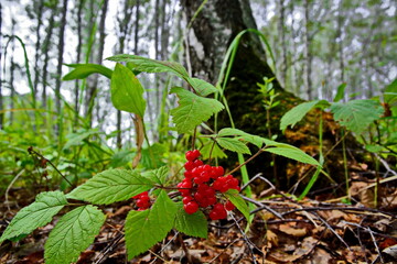 Bush of red berry stoneberry in the forest