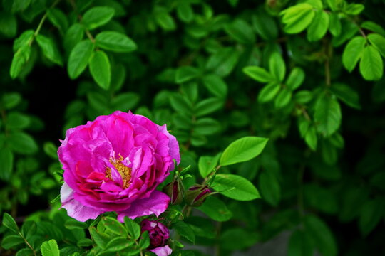 bud of rosehip flower on blurred background of green leaves