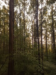 메타세콰이어숲의 촘촘한 수직의 나무기둥들의 배경화