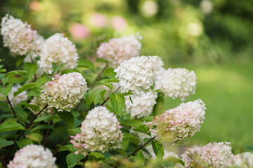 White hydrangea flower heads in garden on green background, selective focus