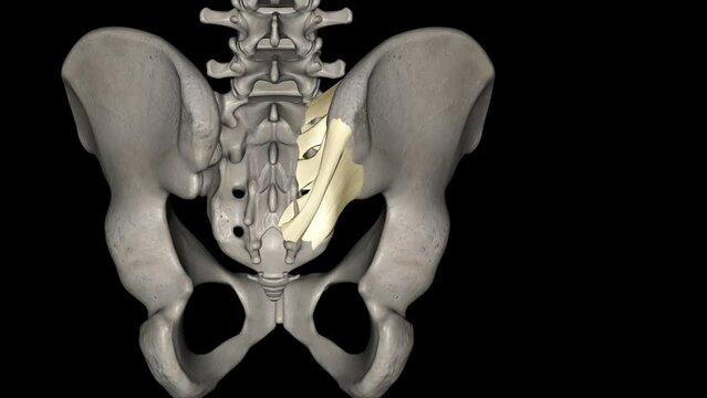 The posterior sacroiliac ligament is a compound ligament composed of three distinct bands .